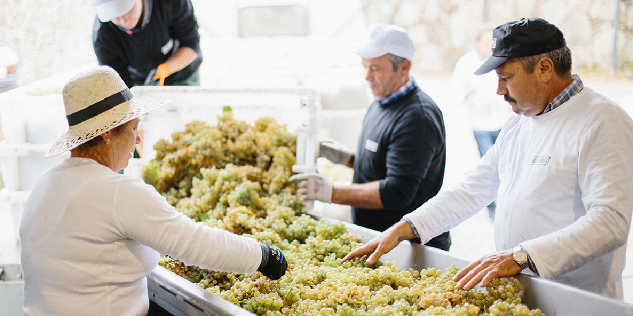 carousel/about/about-picking grapes.jpg