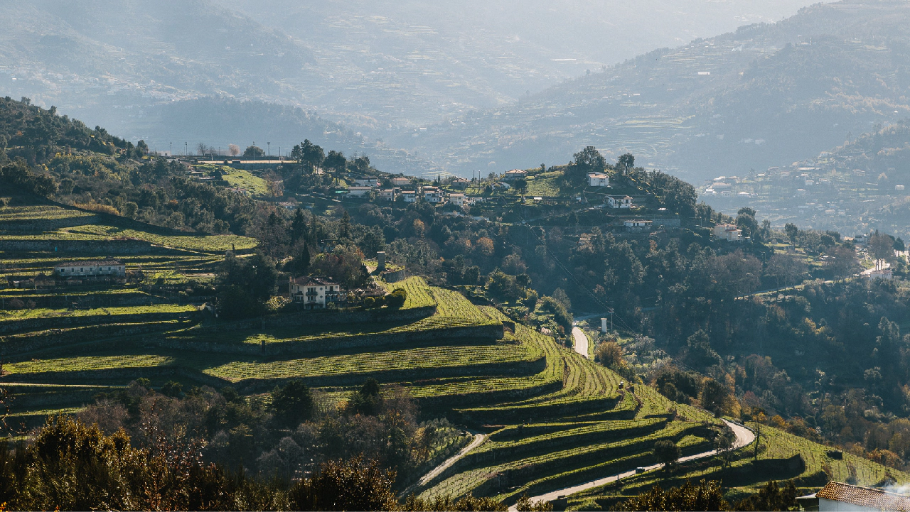 carousel/wines/1 quinta de santa teresa.jpg